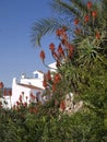 Aloe Vera Flowers Frigiliana Spain Royalty Free Stock Photo