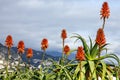Aloe vera flowers, Monaco landscape Royalty Free Stock Photo