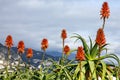 Aloe vera flowers in Monaco landscape Royalty Free Stock Photo