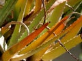 Aloe vera forme