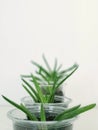 Aloe vera four beauties Royalty Free Stock Photo