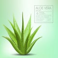 Aloe vera with fresh drops of water
