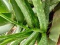 Aloe vera ,fresh green aloe vera, Aloe Vera - Live Potted House Plant