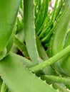 Aloe vera ,fresh green aloe vera, Aloe Vera - Live Potted House Plant