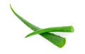 Aloe vera fresh leaf Royalty Free Stock Photo