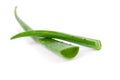 Aloe vera fresh leaf