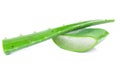 Aloe vera fresh leaf