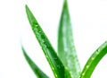 Aloe vera  fresh leaves with water drops isolated white background Royalty Free Stock Photo