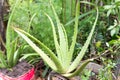 Aloe Vera Freshly Planted in a Pot of Fertile Soil in Asia Spring Royalty Free Stock Photo