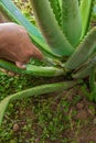 aloe vera in garden being cut