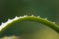 Aloe vera in the garden, close, soft focus Royalty Free Stock Photo