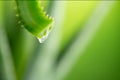 Aloe Vera gel dripping from Aloe green leaf closeup. Skincare concept. Drop of Aloevera fresh juice macro shot Royalty Free Stock Photo