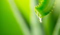 Aloe Vera Gel dripping from Aloe plant green leaf close-up. Skin care, healthcare concept. Drop of Aloevera fresh juice Royalty Free Stock Photo