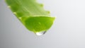 Aloe Vera Gel dripping from Aloe plant green leaf close-up. Skin care, healthcare concept. Drop of Aloevera fresh juice Royalty Free Stock Photo