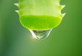 Aloe Vera Gel dripping from Aloe plant green leaf close-up. Skin care, healthcare concept. Drop of Aloevera fresh juice Royalty Free Stock Photo