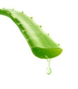 Aloe Vera gel dripping Royalty Free Stock Photo