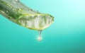 Aloe Vera gel dripping from Aloe green leaf closeup. Skincare concept. Drop of Aloevera fresh juice macro shot Royalty Free Stock Photo