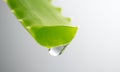 Aloe Vera gel dripping from Aloe green leaf closeup. Skincare concept. Drop of Aloevera fresh juice macro shot Royalty Free Stock Photo