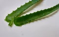 Aloe Vera Gel dripping from Aloe plant green leaf close-up. Skin care, healthcare concept.