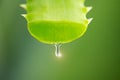 Aloe Vera Gel dripping from Aloe plant green leaf close-up. Skin care, healthcare concept. Drop of Aloevera fresh juice Royalty Free Stock Photo