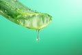 Aloe Vera Gel dripping from Aloe plant green leaf close-up. Skin care, healthcare concept. Drop of Aloevera fresh juice Royalty Free Stock Photo