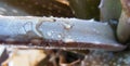 Aloe Vera genus Aloe leaf with thorn fork with beautiful water drops after rain Royalty Free Stock Photo