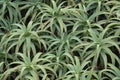 Aloe vera green plant background in horizontal format. Azores.