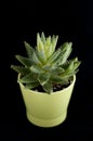 Aloe Vera in the green pot on a dark background. Isolated succulent. Bright green houseplant.