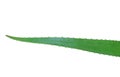 Aloe vera greenleaves isolated clipping path
