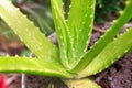 Aloe Vera Is Growing from a Pot of Fertile Soil in Asia Tropical Royalty Free Stock Photo