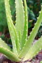 Aloe Vera Growing from the Soil in Asia Tropical Area During Springtime Royalty Free Stock Photo
