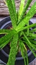 aloe vera grows abundantly and has green branching leaves?