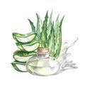 Aloe vera. Hand-drawn watercolor illustration. Aloe vera bush, slices of aloe and a glass jar with aloe juice. Isolate