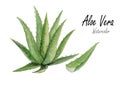 Aloe vera .Hand drawn watercolor painting on white background.Vector illustration