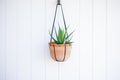 aloe vera in a hanging basket against a white wall