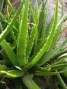 aloe vera for healt purposes Royalty Free Stock Photo