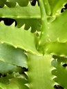 Aloe vera healthy green leaf