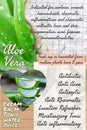 Aloe vera herbalist notebook page idea