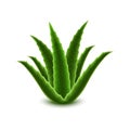 Aloe vera icon, realistic style Royalty Free Stock Photo