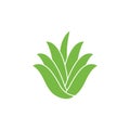 Aloe vera icon Vector Illustration design Logo Royalty Free Stock Photo