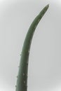Branch Aloe Vera isolated on a soft bacground