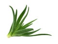 Aloe vera isolated white background Royalty Free Stock Photo