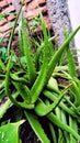 Aloe vera with its exoticism and radiates its color Royalty Free Stock Photo