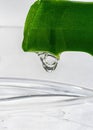 Aloe vera juice close-up dripping from a cut leaf. Obtaining an extract from a medicinal plant aloe in the laboratory