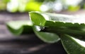 Aloe vera juice dripping from green leaf, closeup Royalty Free Stock Photo