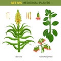 Aloe vera and kalanchoe pinnata medical plants. Royalty Free Stock Photo