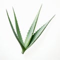 Aloe Vera Leaf On White Background: Flora Borsi Inspired Modernism
