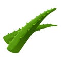 Aloe vera leafs icon, cartoon style