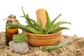 Aloe vera leafs in wooden dish