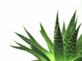 Aloe vera leaves 2 Royalty Free Stock Photo